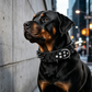 📢📢50% OFF !! ⏰Spiked Leather Dog Collar