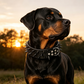 📢📢50% OFF !! ⏰Spiked Leather Dog Collar