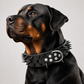 📢📢50% OFF !! ⏰Spiked Leather Dog Collar